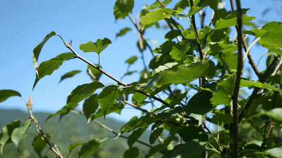 강원도 인제에서 재배하는 산돌배잎